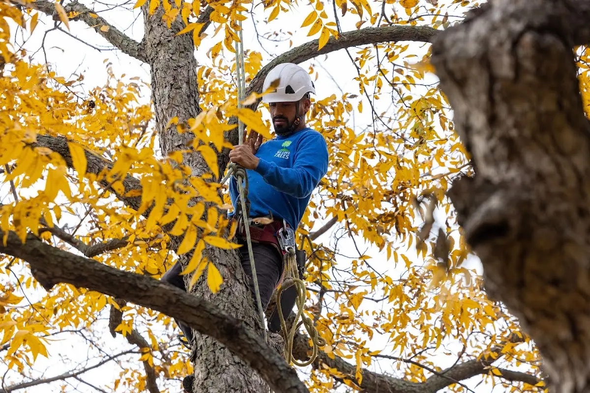 Skilled Tree Planing crew working in Spanish Fork