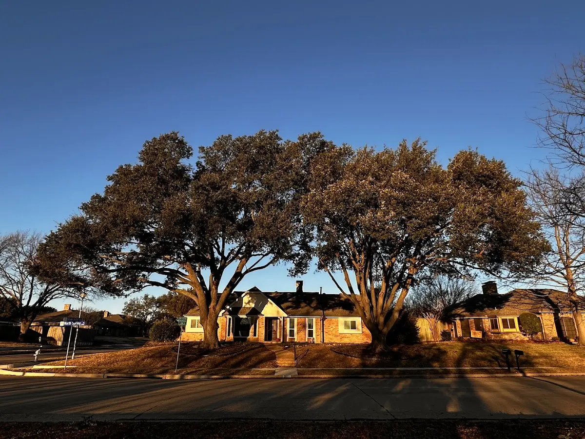 Established residential canopy tree shading a home in Spanish Fork